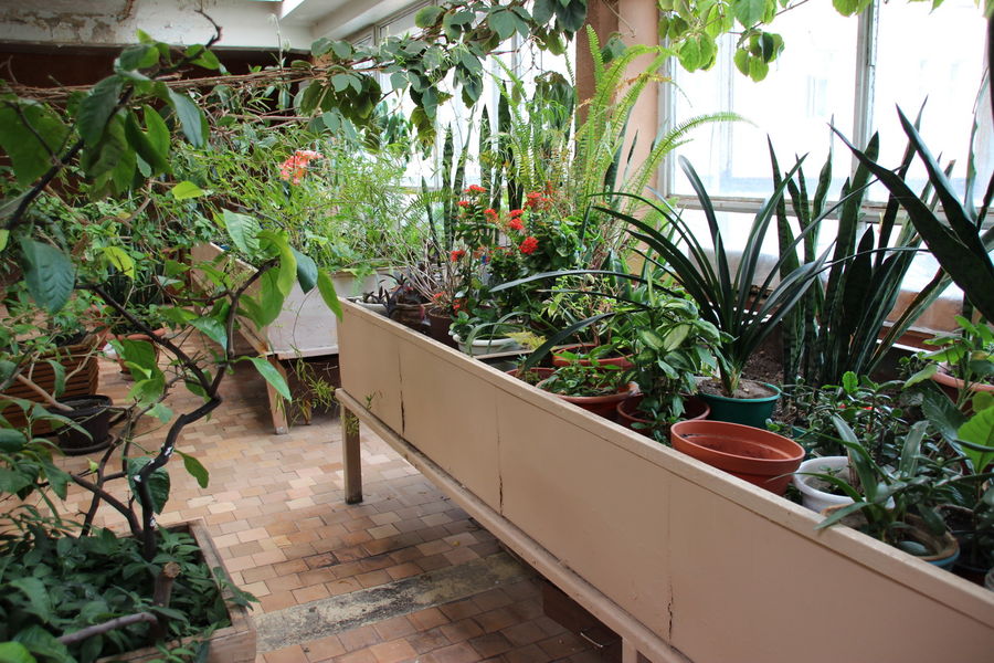 Молодо-зелено Дом пионеров предложил переформатировать зимний сад